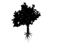 a random tree